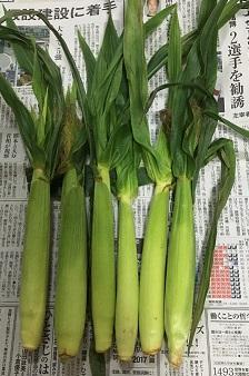 ヤングコーンとは 皮付きの保存方法と美味しい食べ方は